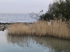 -上海吴淞炮台湾国家湿地公园
