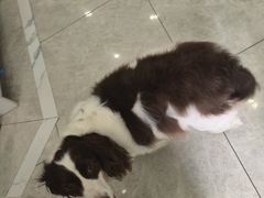 -瑞鹏瑞爱宠物医院·全科·猫科·血液透析中心(龙头寺店)