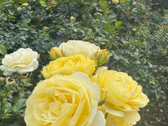 -人民公园(罗湖区)