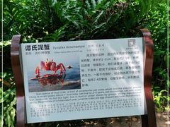 -大亚湾红树林城市湿地公园