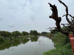 -鹤之洲湿地公园