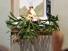 -luutosa  cafe & tea 鹿兔山