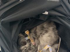 -纳吉亚猫专科动物医院·北北分院