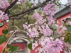 -潭柘寺景区
