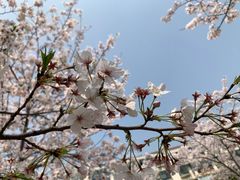 -高东镇樱花园