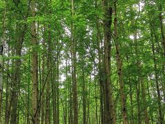 -桤木河湿地公园