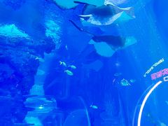 -上海海昌海洋公园
