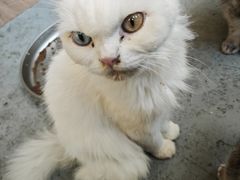 -楼上猫咖(罗湖店)