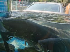 -浔味·山屿湖·正宗淳牌全鱼宴老字号