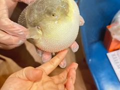 -肆月河豚·新淮扬(金融街店)