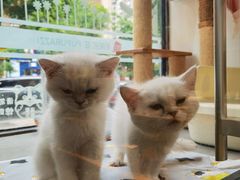 -帕帕拉兹宠物(亚洲旗舰店)