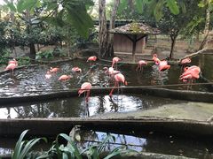 -清迈夜间动物园