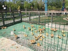 -前小桔亲子创意农场·草莓采摘·露营烧烤