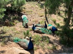 -西霞口神雕山野生动物世界