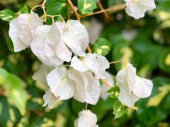 -胡里山炮台