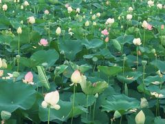 -荷塘月色湿地公园·向阳花洲