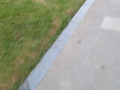 -巢爷老味(东方红店)