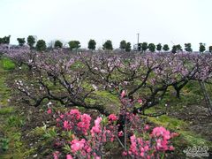 -南汇桃花村