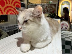 -猫小院猫主题餐厅(南锣旗舰店)