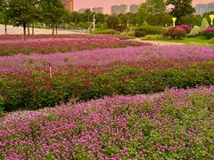 -文华公园(禅城区)