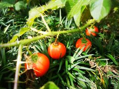 -广州神农草堂中医药博物馆