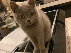 -袖虎·猫馆(体育西路店)