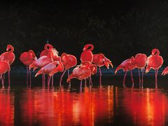 -罗红摄影艺术馆