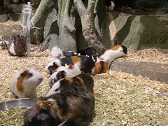 -zoonana室内动物园(东方福来德店)