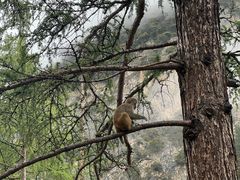 -稻城亚丁景区-冲古草甸