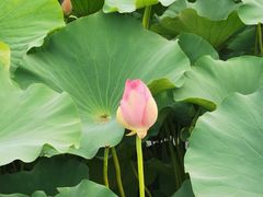 -荷塘月色湿地公园·向阳花洲