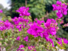 -莲花山公园