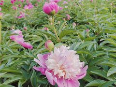 -黑龙江省森林植物园