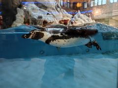 -帝企鹅自助餐厅•儿童岛•真企鹅(长隆企鹅酒店)