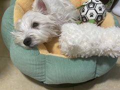 -联合动物医院(光谷诊疗中心)
