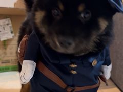 -天使宠物医院·犬猫分诊(彩虹店)