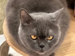 -喵园·猫主题咖啡厅·撸猫·猫咖(国贸店)