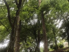 -香雪海
