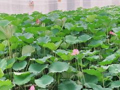 -罐罐打卤饭(一枝园店)