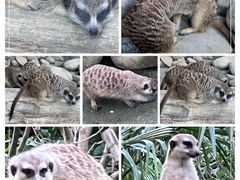 -上海野生动物园