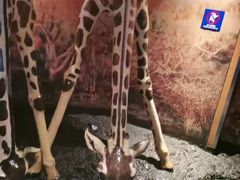 -上海海洋水族馆