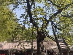 -潭柘寺景区
