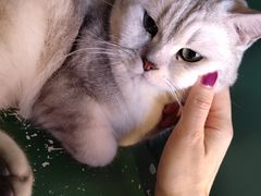 -猫儿山۰猫主题餐厅