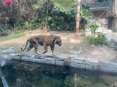 -深圳野生动物园