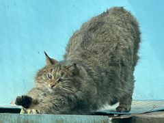 -青藏高原野生动物园