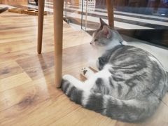 -袖虎·猫馆(体育西路店)