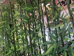 -毛辣果·贵州红酸汤牛肉火锅(西单店)