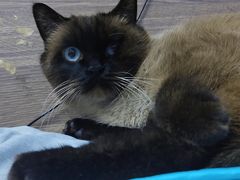 -宠颐生动物医院·心脏科·保险定点(锦阳分院)