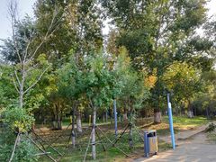 -长白岛森林公园