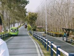 -合肥滨湖国家森林公园