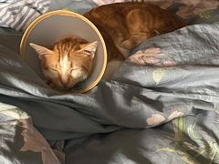 -芭比堂宠物医院·全科爱猫医院·仁德分院